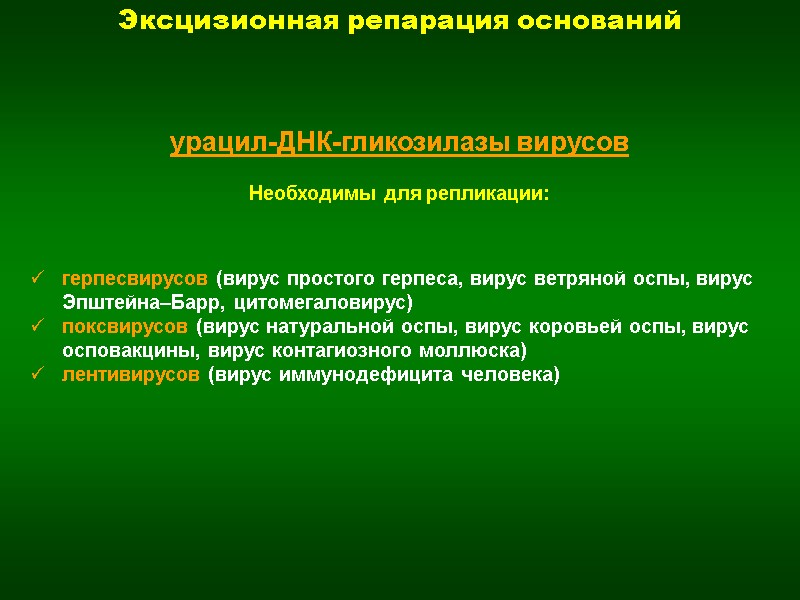 Эксцизионная репарация оснований урацил-ДНК-гликозилазы вирусов  Необходимы для репликации: герпесвирусов (вирус простого герпеса, вирус